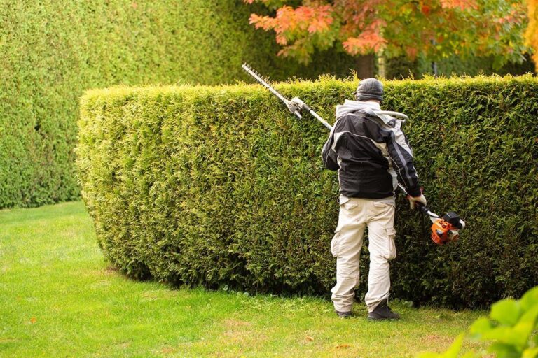 Hedge Maintenance Tips