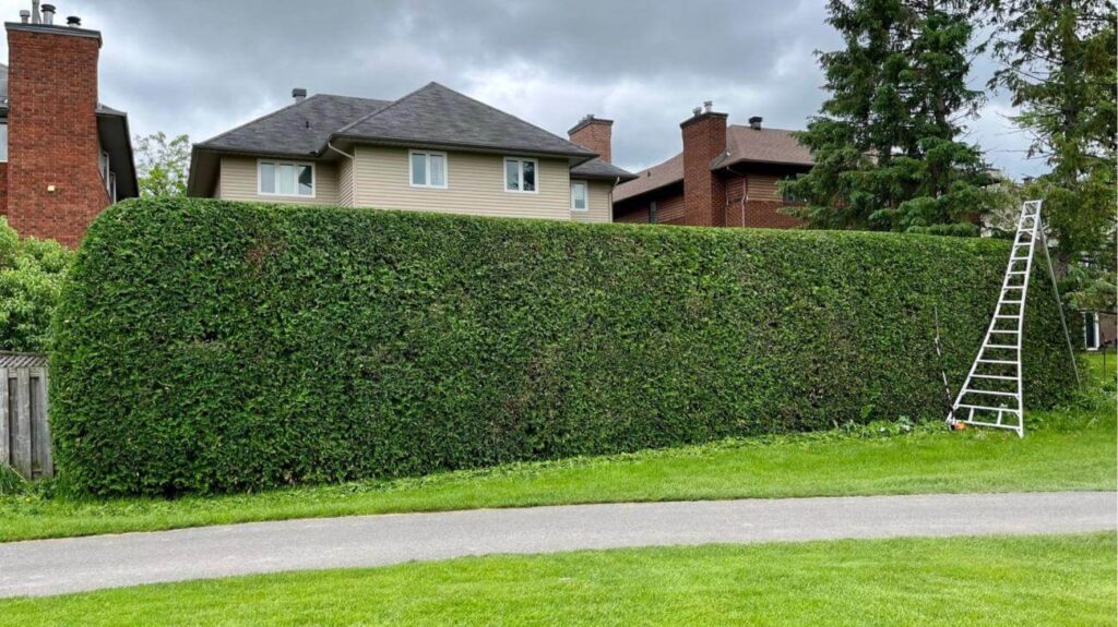 Hedge Maintenance Tips